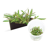 ADA 威力斯椒草 Cryptocoryne lucens IC091